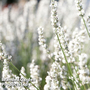 Lavender angustifolia 'Arctic Snow'