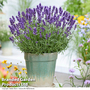 Lavender 'BeeZee® Power Blue'