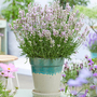 Lavender 'BeeZee® Soft Pink'