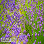 Lavender Duo