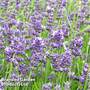 Lavender angustifolia 'Essence Purple'