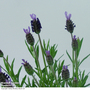 Lavender 'Fathead'