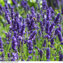 Lavender 'Havana'