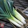 Leek 'Below-Zero' F1 Hybrid - Seeds