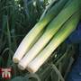 Leek 'Mercurian' F1 Hybrid - Seeds