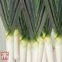 Leek 'Murcia' - Seeds