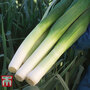 Leek 'Mercurian'
