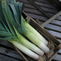 Leek 'Below-Zero' F1 Hybrid - Veg Saver Seeds