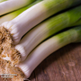 Leek 'Jolant' - Seeds