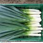 Leek 'Kicker' F1 - Seeds