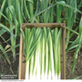 Leek 'Bulgaarse Reuzen - Lincoln' - Seeds