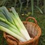 Leek porruum 'Santora' F1 - Seeds