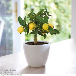 Lemon 'Meyer' (Citrus Fruit) - Gift