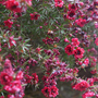 Leptospermum scoparium 'Red Damask'