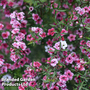 Leptospermum scoparium 'Wiri Adrianne'