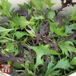 Salad Leaves 'Four Colour Mizuna Mixed' - Seeds