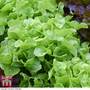 Lettuce 'Kyrio' - Seeds