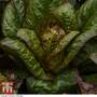 Lettuce 'Intred' (Romaine/Cos) - Seeds