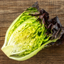 Lettuce 'Amaze' - Veg Saver Seeds