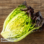 Lettuce 'Amaze' - Veg Saver Seeds