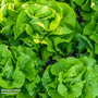 Lettuce 'Arctic King' (Butterhead) - Seeds
