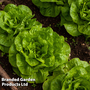 Lettuce 'Brighton' (Winter Butterhead) - Seeds