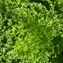 Lettuce 'Frillice' - Seeds