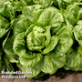 Lettuce 'Globus' (Cos) - Seeds