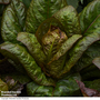 Lettuce 'Intred' (Romaine/Cos) - Veg Saver Seeds