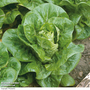 Lettuce 'Little Gem' (Cos) - Veg Saver Seeds