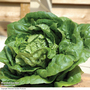 Lettuce 'Little Gem' (Cos) - Seeds