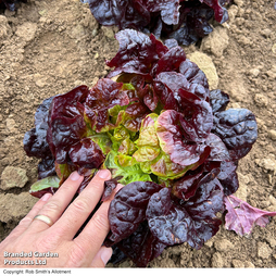 Lettuce 'Oakus' - Seeds