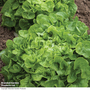 Lettuce 'Salad Bowl' (Loose-Leaf) - Seeds