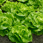 Lettuce 'Tom Thumb' (Butterhead) - Seeds