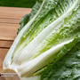 Lettuce 'Valmaine' (Romaine/Cut And Come Again) - Seeds