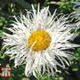 Leucanthemum 'Crazy Daisy'