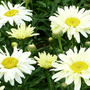 Leucanthemum x superbum 'Broadway Lights'