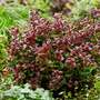 Leucothoe axillaris 'Curly Red'