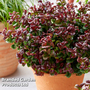 Leucothoe axillaris 'Curly Red'