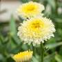Leucanthemum x superbum 'Luna'
