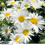 Shasta Daisy 'Madonna'