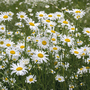 Ox-Eye Daisy - Seeds
