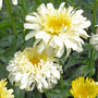 Leucanthemum 'Superbum Real Charmer'