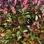 Leucothoe 'Scarletta'
