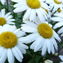 Leucanthemum x maximum 'Snow Lady'