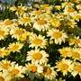 Leucanthemum x superbum 'Spellbook Lumos'