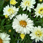 Leucanthemum 'Victorian Secret'