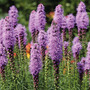 Liatris Spicata