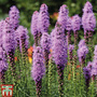 Liatris spicata - Bulbs