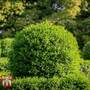 Ligustrum vulgare (Hedging)